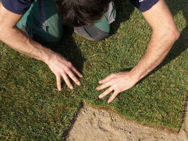 imagen de un trabajador instalando tepes. Rollos de césped cultivados para este fin.