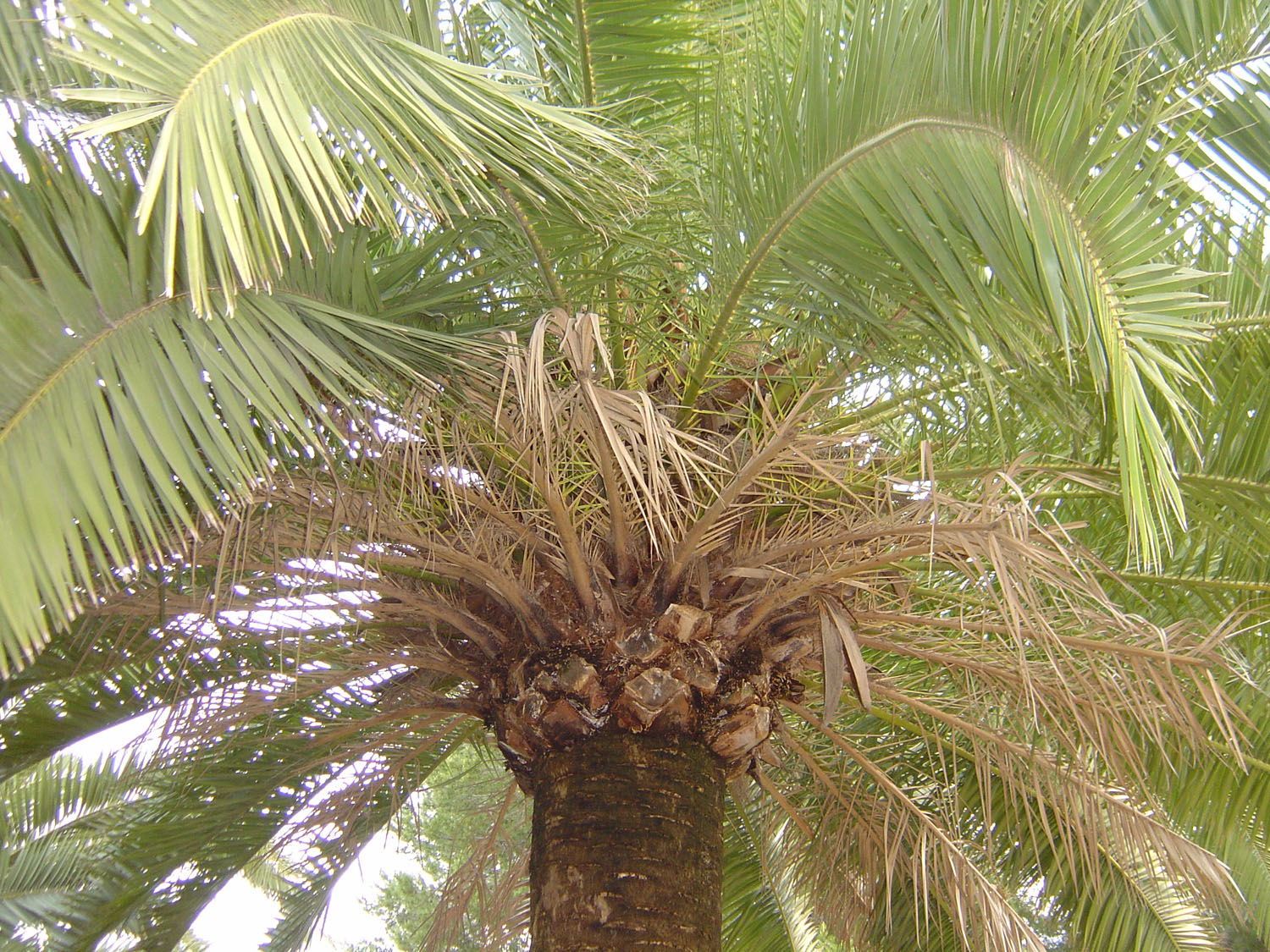 palmera para podar