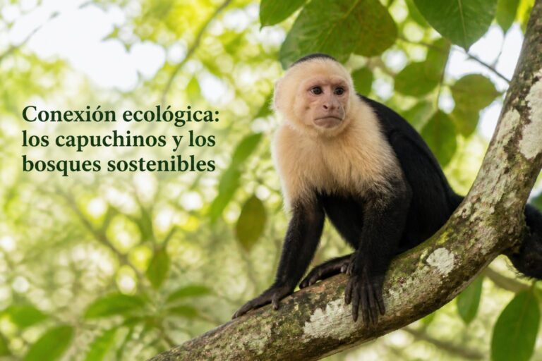 Guía Completa sobre Capuchinos: Especies y Características